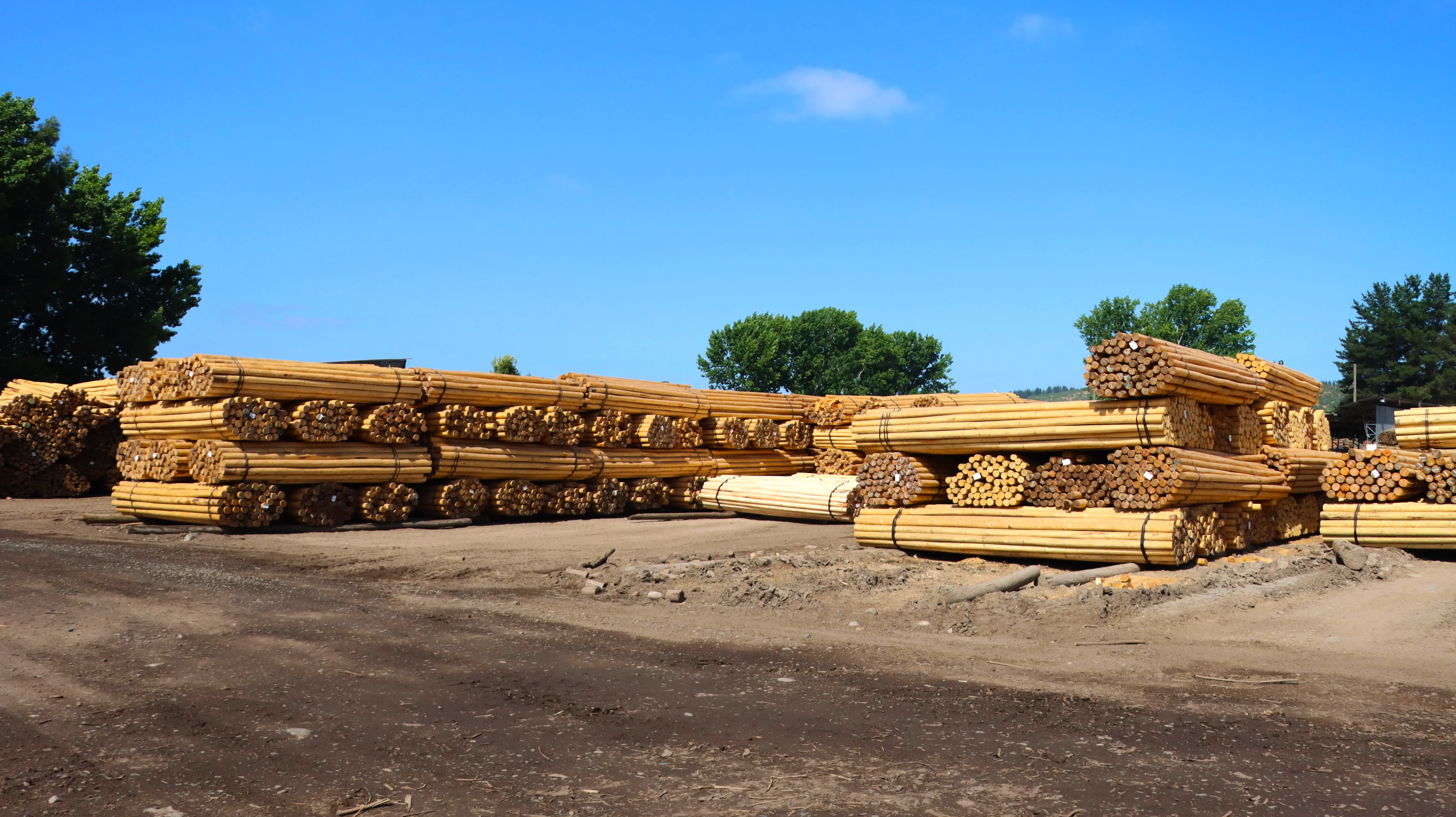Mujer caminando entre troncos de madera